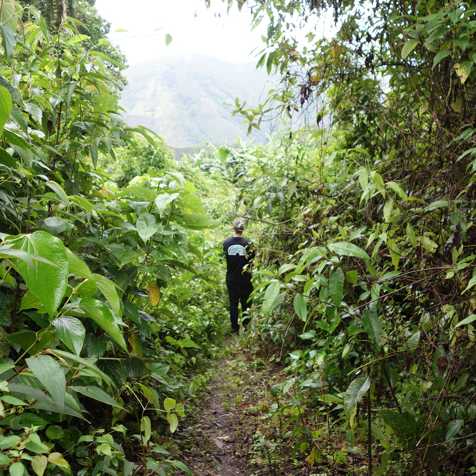 OUR FARMS | Peru - Lykke Kaffegårdar