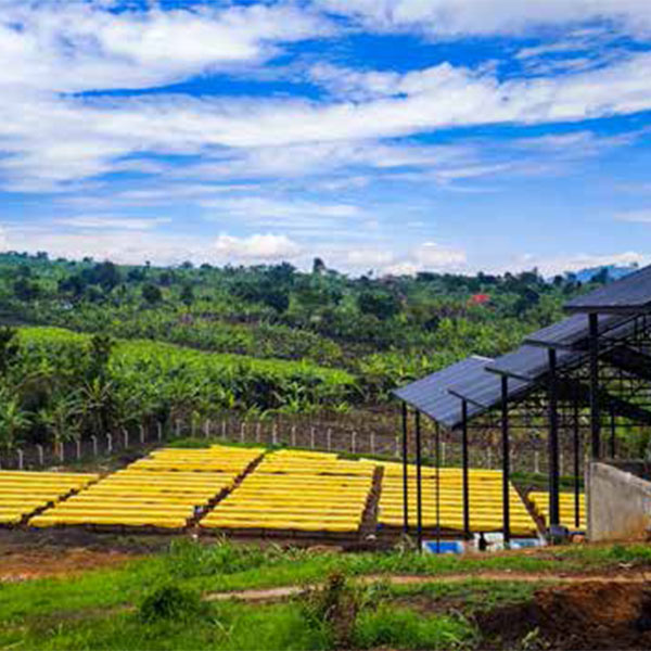 600x600_Uganda-lykke_kaffegårdar_1.jpg__PID:89e3cf0a-9439-4ddb-a717-e33a9b56b532