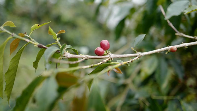 800x450_coffee_cherry_lykke_kaffegårdar.jpg__PID:639372b1-0bf2-41e1-b2b1-9f95c37debca