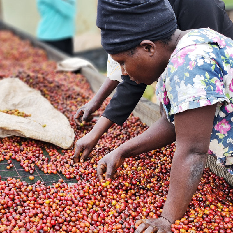 800x800_Uganda-lykke_kaffegårdar_3.jpg__PID:7ce74d9a-665b-493f-89c4-88b0265cbe6f